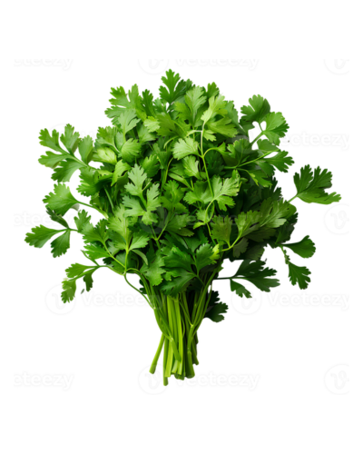 cilantro afghan online store